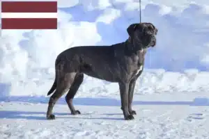 Read more about the article Cane Corso Italiano crescători și căței în Letonia
