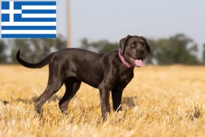 Read more about the article Cane Corso Italiano crescători și căței în Grecia