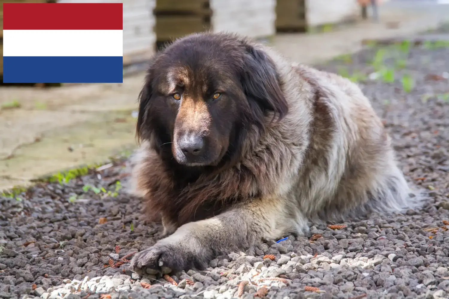 Cão Da Serra Da Estrela căței și crescători Olanda Aici puteți găsi crescătorii de Cão Da Serra Da Estrelas din Olanda.