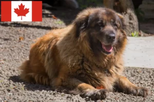 Read more about the article Cão Da Serra Da Estrela crescători și căței în Canada