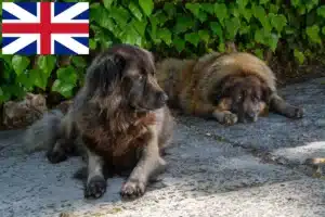 Read more about the article Cão Da Serra Da Estrela crescători și căței în Marea Britanie