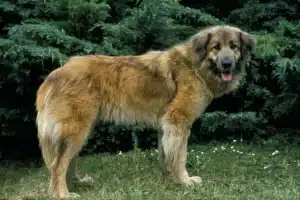 Read more about the article Cão Da Serra Da Estrela Crescător