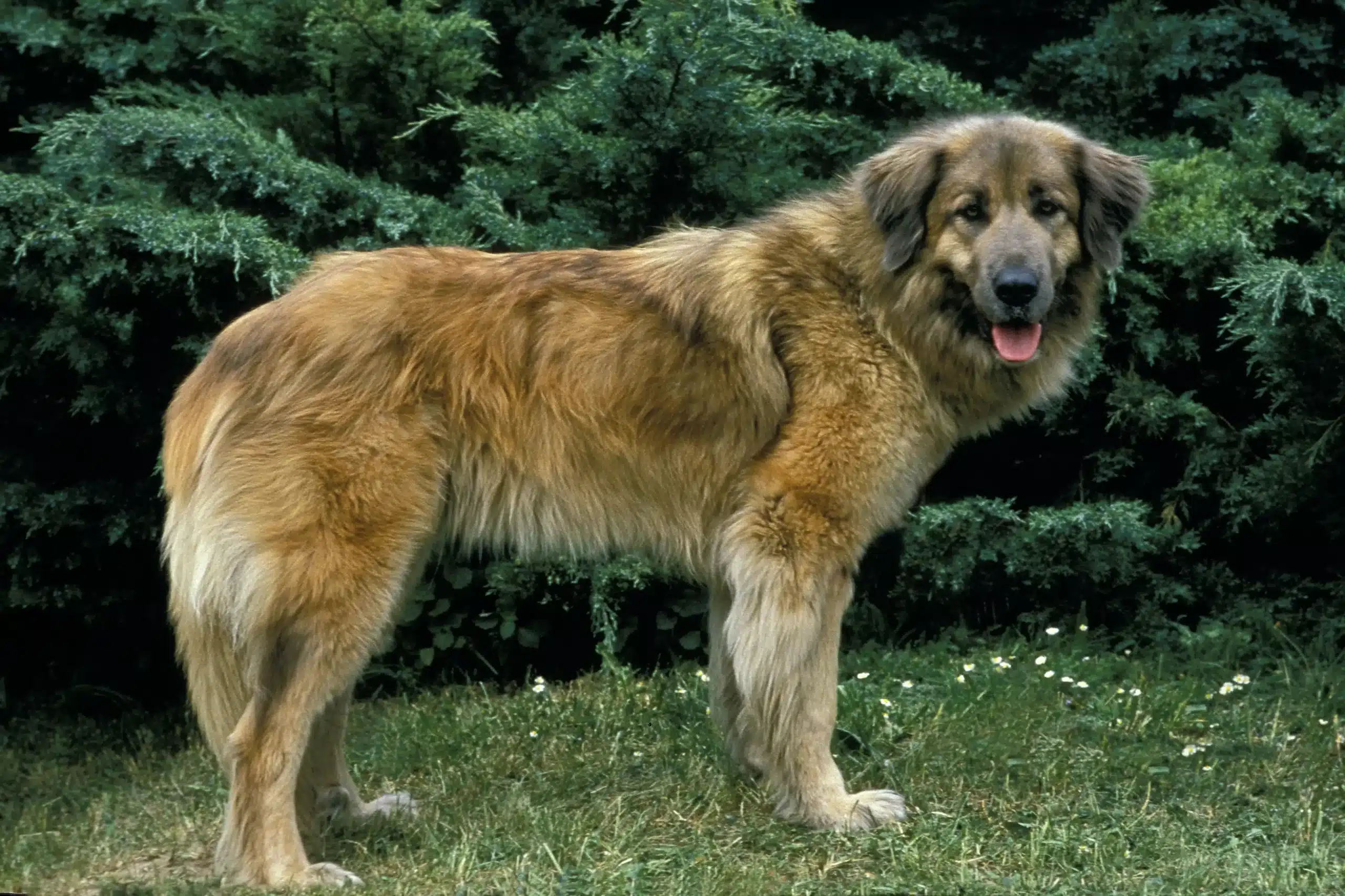 Read more about the article Cão Da Serra Da Estrela Crescător