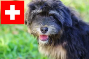 Read more about the article Cão da Serra de Aires crescători și căței în Elveția