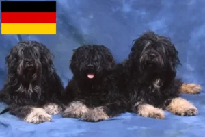 Read more about the article Cão da Serra de Aires crescători și căței în Germania