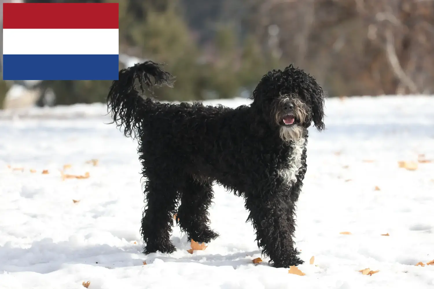 Cão de Agua português cățeluși și crescători Olanda Aici puteți găsi crescători de Cão de Agua português în Olanda.