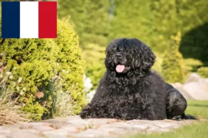 Read more about the article Cão de Agua português crescători și căței în Franța