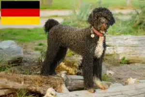 Read more about the article Cão de Agua português crescători și căței în Germania