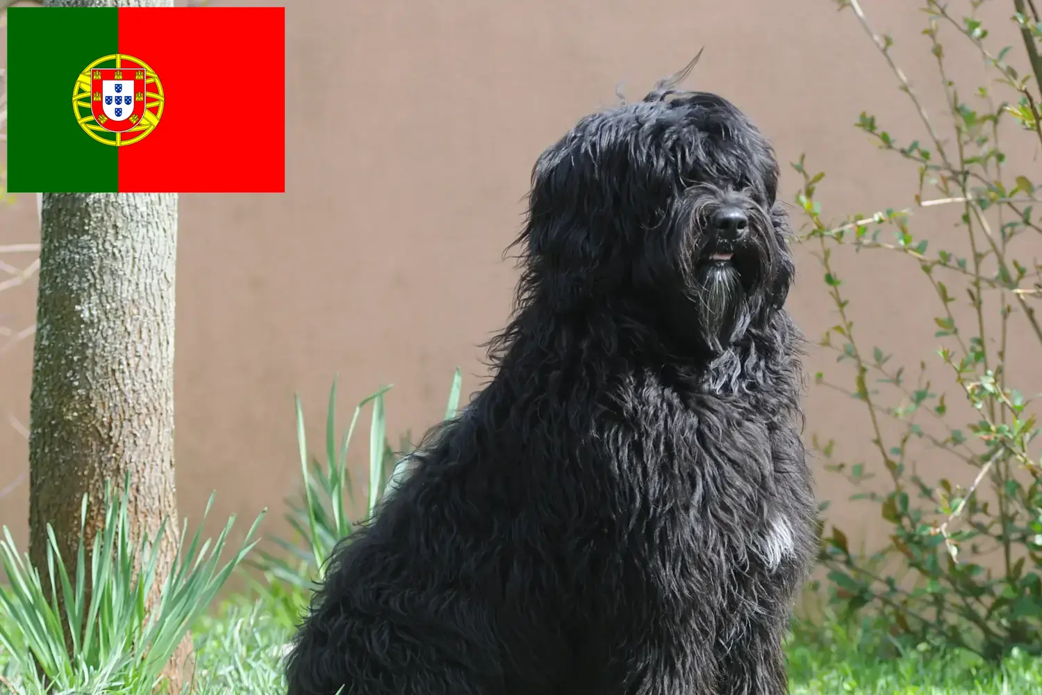 Cão de Agua português căței și crescători Portugalia Găsește aici crescători de Cão de Agua português în Portugalia.