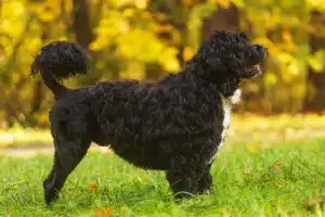Read more about the article Cão de Agua português Crescător