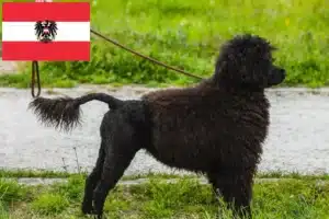 Read more about the article Cão de Agua português crescători și căței în Austria