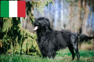 Read more about the article Cão de Agua português crescători și căței în Italia