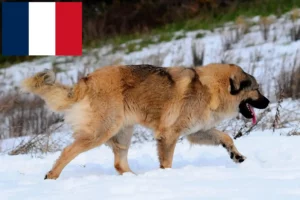 Read more about the article Ciobanesc caucazian Ciobanesc Dog Breeder și căței în Franța