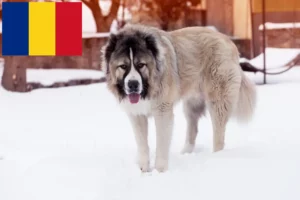 Read more about the article Crescător de câini ciobănesc caucazian și căței în România