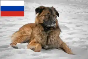 Read more about the article Crescători de câini ciobănesc caucazian și căței în Rusia