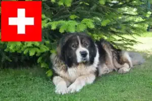 Read more about the article Ciobanesc Caucazian Ciobanesc Dog Breeder și Cățeluși în Elveția