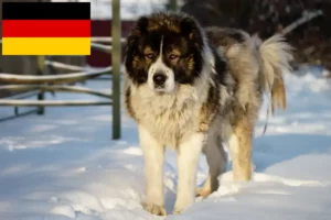 Read more about the article Ciobanesc Caucazian Ciobanesc Dog Breeder și Cățeluși în Germania