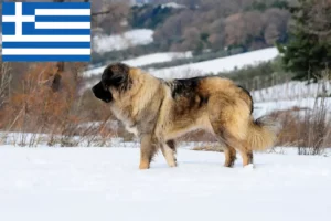 Read more about the article Ciobanesc Caucazian Ciobanesc Dog Breeder și Cățeluși în Grecia