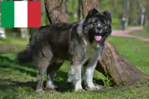 Read more about the article Ciobanesc Caucazian Ciobanesc Dog Breeder și Cățeluși în Italia