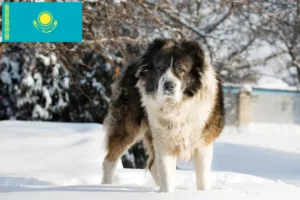 Read more about the article Ciobanesc Caucazian Ciobanesc Dog Breeder și Cățeluși în Kazahstan