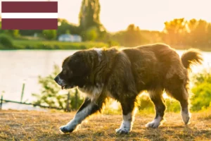 Read more about the article Ciobănesc Caucazian Câine de crescătorie și cățeluși în Letonia