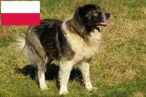 Read more about the article Ciobanesc Caucazian Ciobanesc Dog Breeder și Cățeluși în Polonia