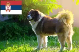 Read more about the article Ciobănesc Caucazian Câine de crescătorie și căței în Serbia