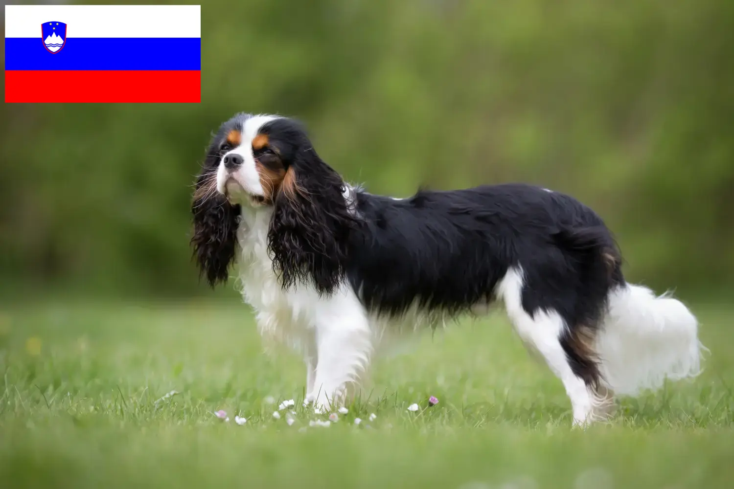 Cavalier King Charles Spaniel căței și crescători Slovenia Găsiți crescători de Cavalier King Charles Spaniels în Slovenia.