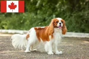 Read more about the article Cavalier King Charles Spaniel crescători și căței în Canada