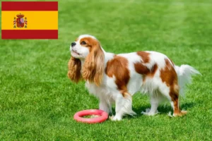 Read more about the article Cavalier King Charles Spaniel crescători și căței în Spania