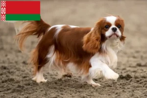 Read more about the article Cavalier King Charles Spaniel crescători și căței în Belarus