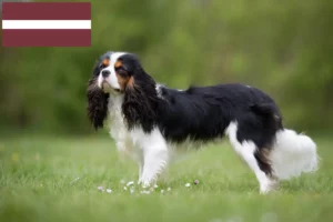 Read more about the article Cavalier King Charles Spaniel crescători și căței în Letonia