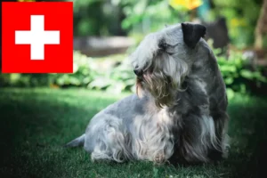 Read more about the article Crescători de Terrier ceh și căței în Elveția