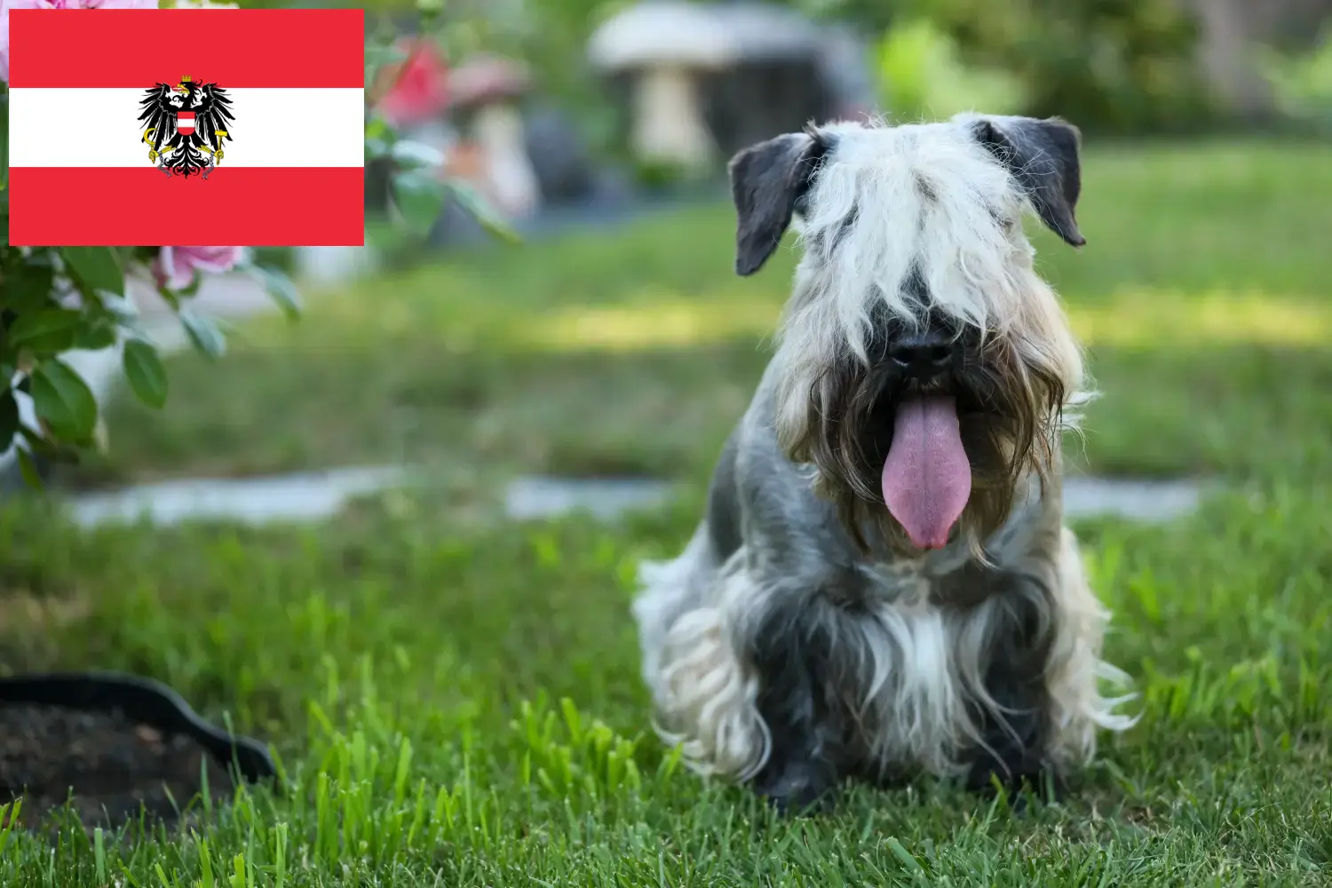 Read more about the article Crescători de Terrier Ceh și căței în Austria
