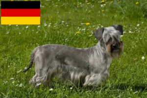 Read more about the article Crescători de Terrier Ceh și căței în Germania