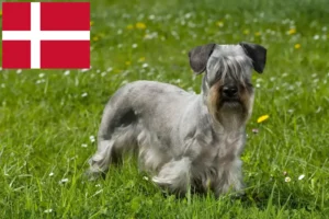 Read more about the article Czech Terrier crescător și căței în Danemarca