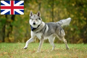Read more about the article Crescători și căței de Wolfhound cehoslovac în Marea Britanie