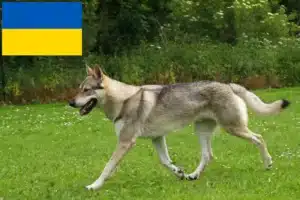 Read more about the article Crescători și căței de Wolfhound cehoslovac în Ucraina