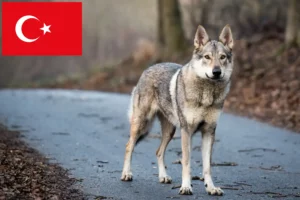 Read more about the article Cehoslovacia Wolfhound Breeder și căței în Turcia