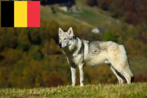 Read more about the article Cehoslovacia Wolfdog crescător și căței în Belgia