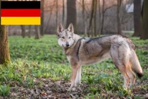 Read more about the article Crescători de câini lup cehoslovaci și căței în Germania