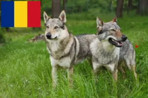 Read more about the article Crescători de câini lup cehoslovaci și căței în România