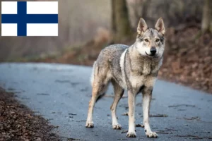 Read more about the article Cehoslovacă Wolfdog Breeder Cehoslovacă și cățeluși în Finlanda