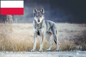 Read more about the article Crescători de câini lup cehoslovaci și căței în Polonia