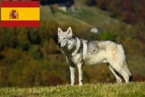 Read more about the article Cehoslovacă Wolfdog Breeder și Cățeluși în Spania