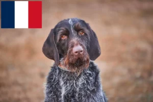 Read more about the article Český fousek crescători și căței în Franța