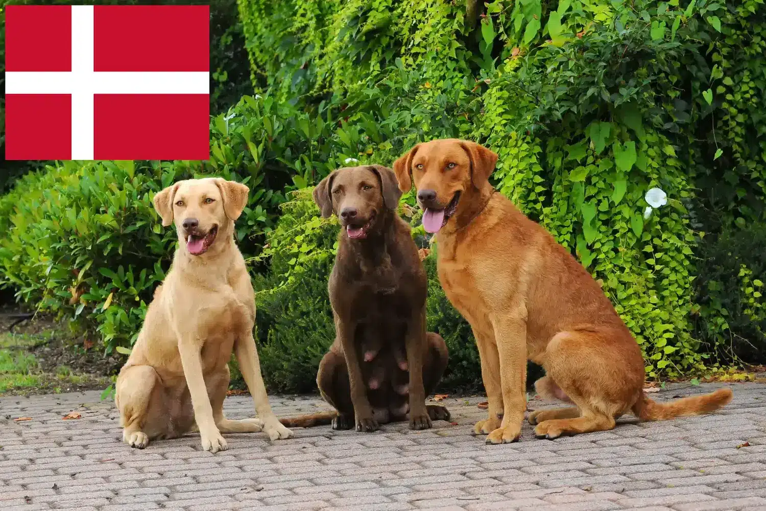 Chesapeake Bay Retriever căței și crescători Danemarca Găsiți crescători de Chesapeake Bay Retriever în Danemarca.