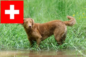 Read more about the article Chesapeake Bay Retriever crescători și căței în Elveția