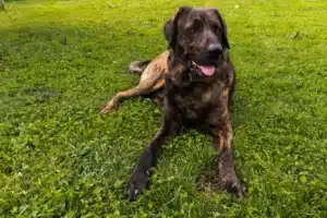 Read more about the article Chien de Castro Laboreiro Crescător