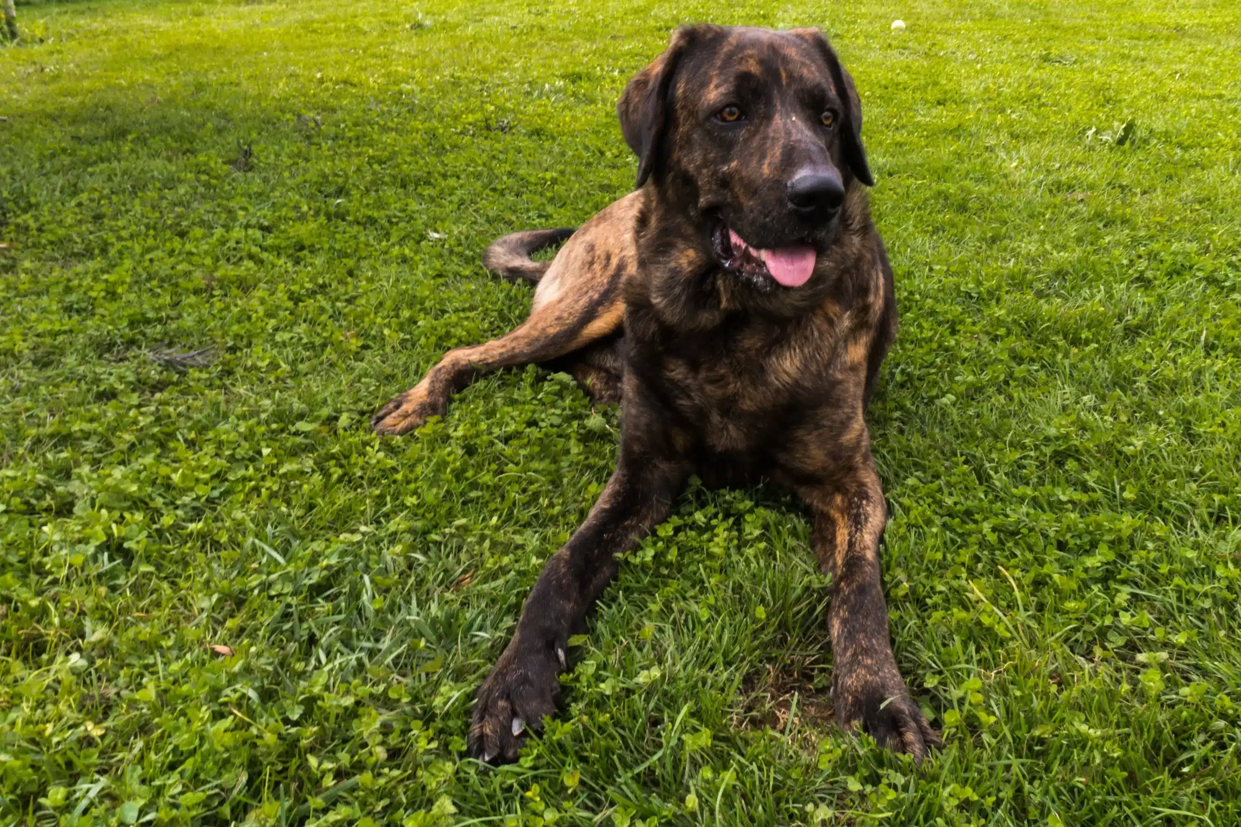 Read more about the article Chien de Castro Laboreiro Crescător